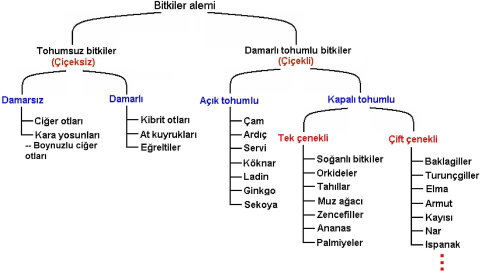 ciğer