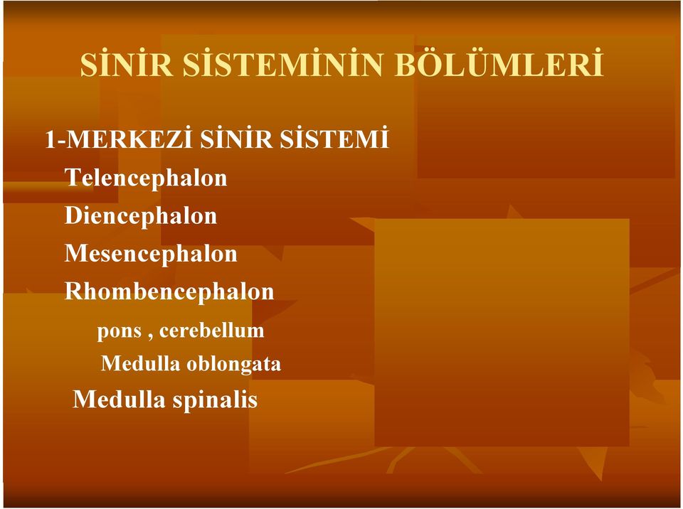 Diencephalon Mesencephalon