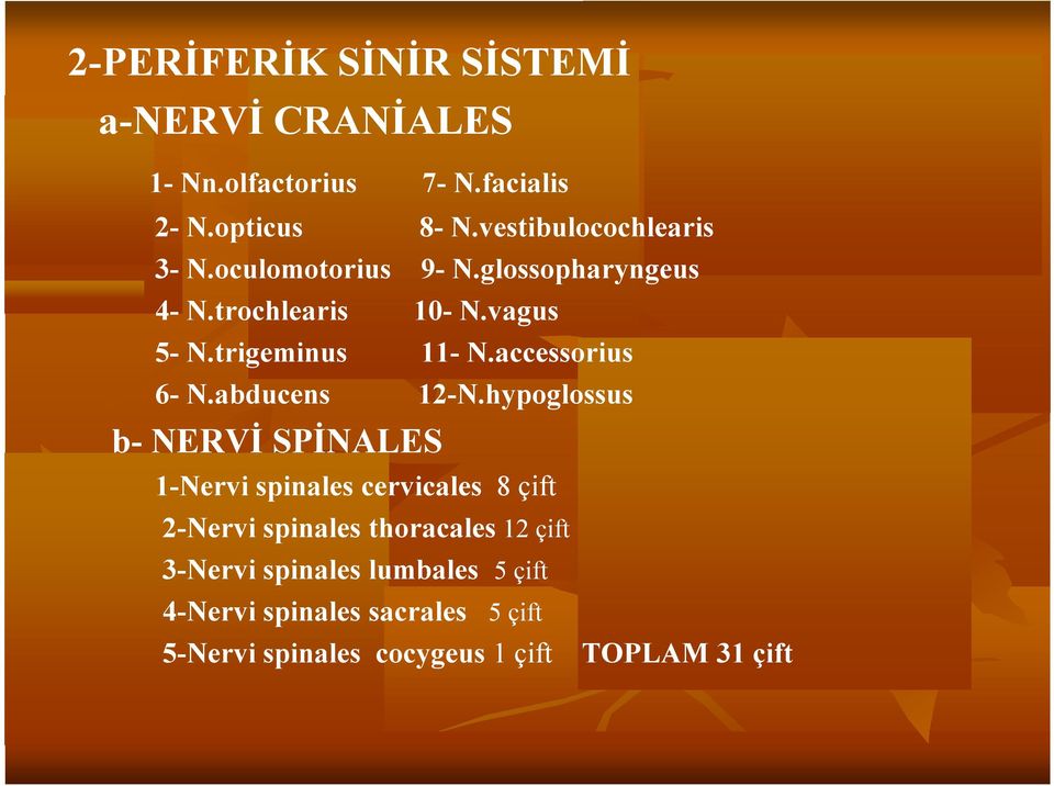 accessorius 6- N.abducens 12-N.