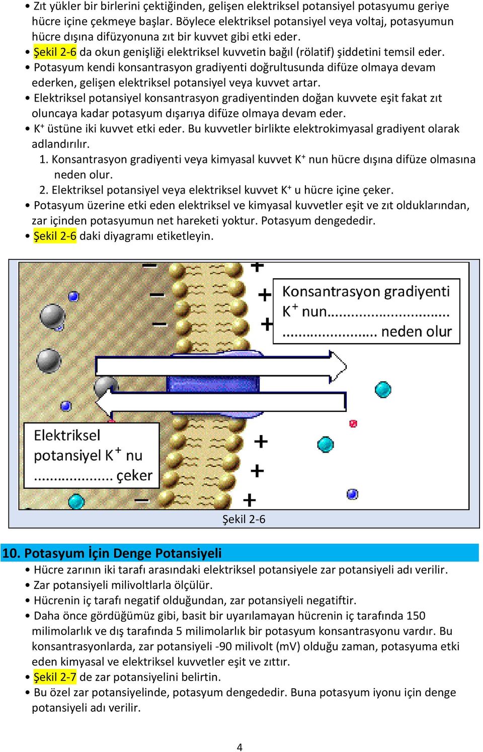 Potasyum kendi konsantrasyon gradiyenti doğrultusunda difüze olmaya devam ederken, gelişen elektriksel potansiyel veya kuvvet artar.