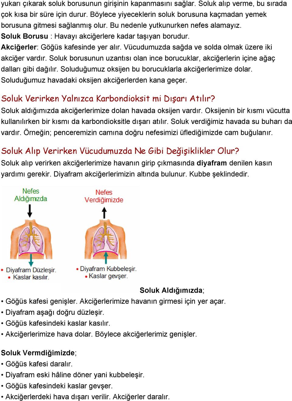 Akciğerler: Göğüs kafesinde yer alır. Vücudumuzda sağda ve solda olmak üzere iki akciğer vardır. Soluk borusunun uzantısı olan ince borucuklar, akciğerlerin içine ağaç dalları gibi dağılır.