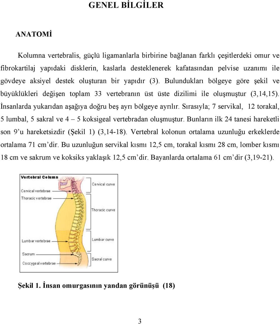 İnsanlarda yukarıdan aşağıya doğru beş ayrı bölgeye ayrılır. Sırasıyla; 7 servikal, 12 torakal, 5 lumbal, 5 sakral ve 4 5 koksigeal vertebradan oluşmuştur.