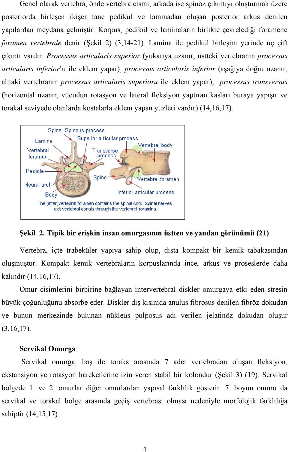 Lamina ile pedikül birleşim yerinde üç çift çıkıntı vardır: Processus articularis superior (yukarıya uzanır, üstteki vertebranın processus articularis inferior u ile eklem yapar), processus