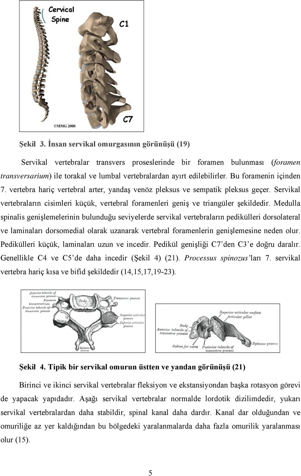 Medulla spinalis genişlemelerinin bulunduğu seviyelerde servikal vertebraların pedikülleri dorsolateral ve laminaları dorsomedial olarak uzanarak vertebral foramenlerin genişlemesine neden olur.