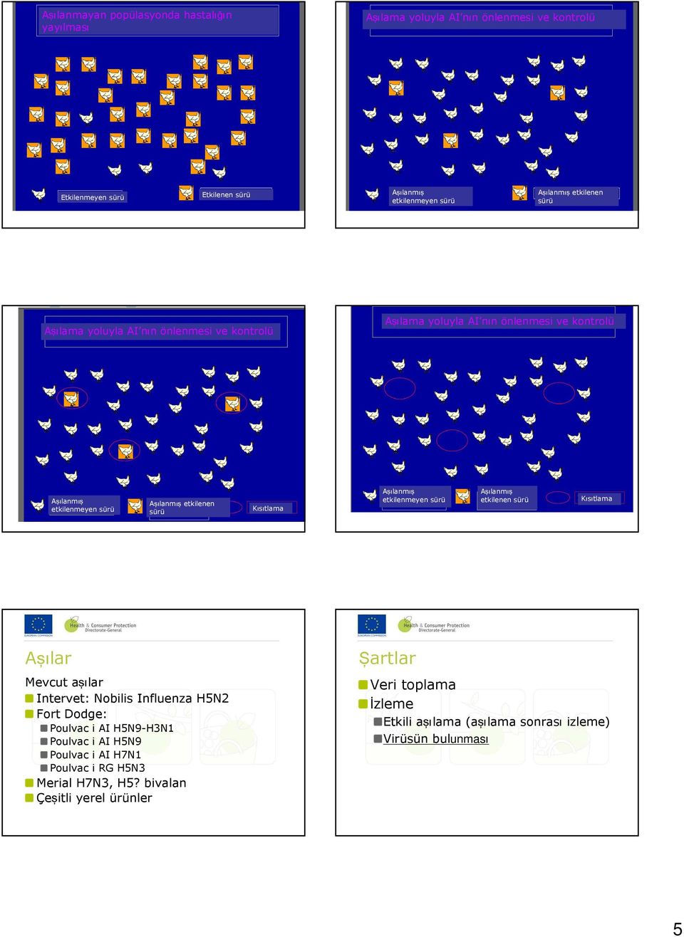 Aşılanmış etkilenmeyen etkilenmeyen sürü sürü Aşılanmış etkilenen sürü Kısıtlama Aşılar Mevcut aşılar Intervet: Nobilis Influenza H5N2 Fort Dodge: Poulvac i AI H5N9-H3N1