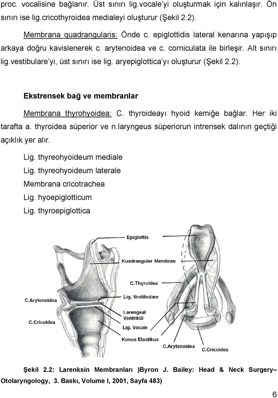 2). Ekstrensek bağ ve membranlar Membrana thyrohyoidea: C. thyroideayı hyoid kemiğe bağlar. Her iki tarafta a. thyroidea süperior ve n.laryngeus süperiorun intrensek dalının geçtiği açıklık yer alır.