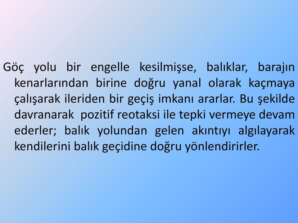 Bu şekilde davranarak pozitif reotaksi ile tepki vermeye devam ederler;