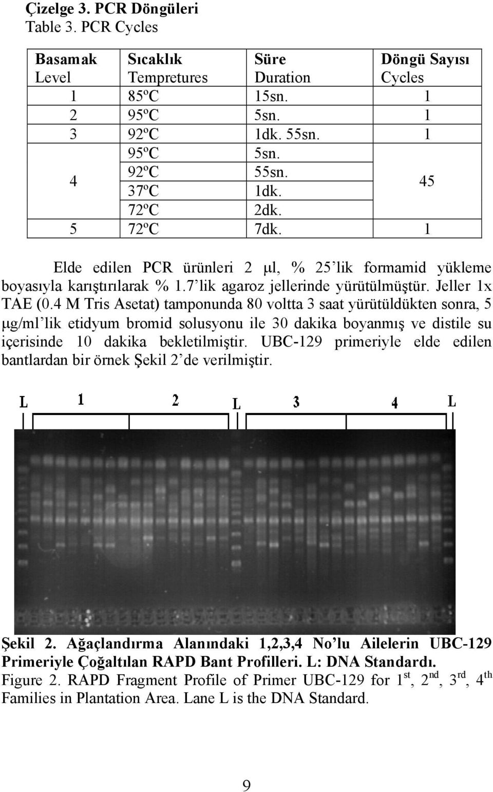 4 M Tris Asetat) tamponunda 80 voltta 3 saat yürütüldükten sonra, 5 µg/ml lik etidyum bromid solusyonu ile 30 dakika boyanmış ve distile su içerisinde 10 dakika bekletilmiştir.