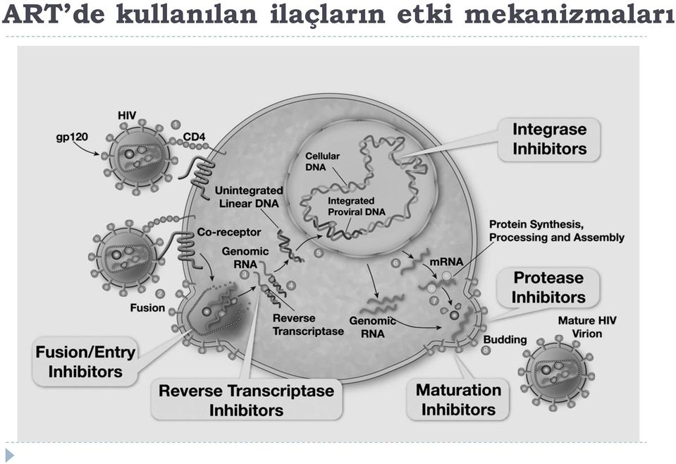 ilaçların