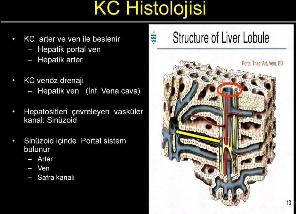 Vena cava) Hepatositleri çevreleyen vasküler kanal: