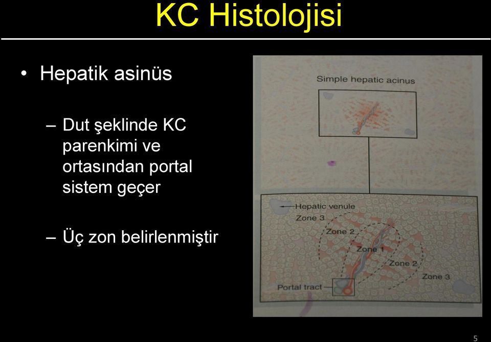 parenkimi ve ortasından