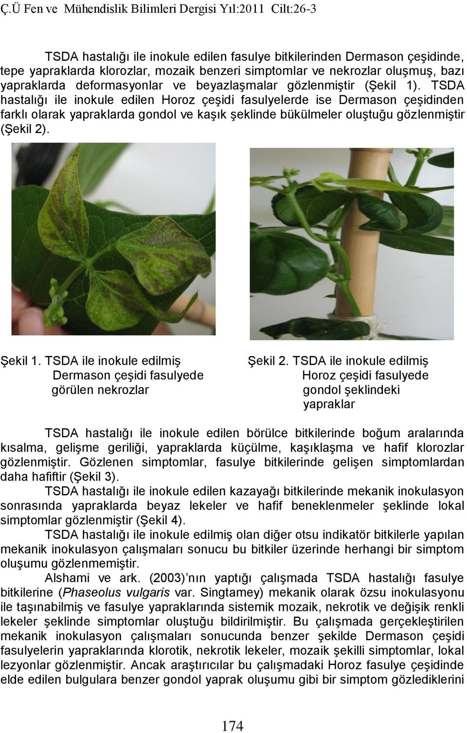 TSDA hastalığı ile inokule edilen Horoz çeşidi fasulyelerde ise Dermason çeşidinden farklı olarak yapraklarda gondol ve kaşık şeklinde bükülmeler oluştuğu gözlenmiştir (Şekil 2). Şekil 1.