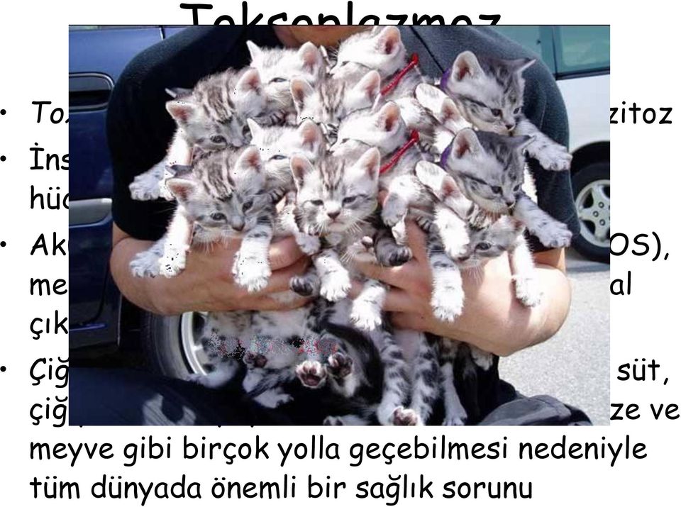 gibi tüm sıvısal çıkartılarda bulunabilir Çiğ veya az pişmiş doku kisti içeren et, çiğ süt, çiğ yumurta, iyi