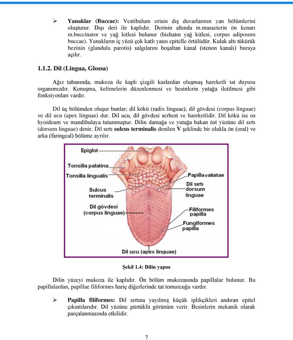 Kulak altı tükürük bezinin (glandula parotis) salgılarını boşaltan kanal (stenon kanalı) buraya açılır. 1.1.2.