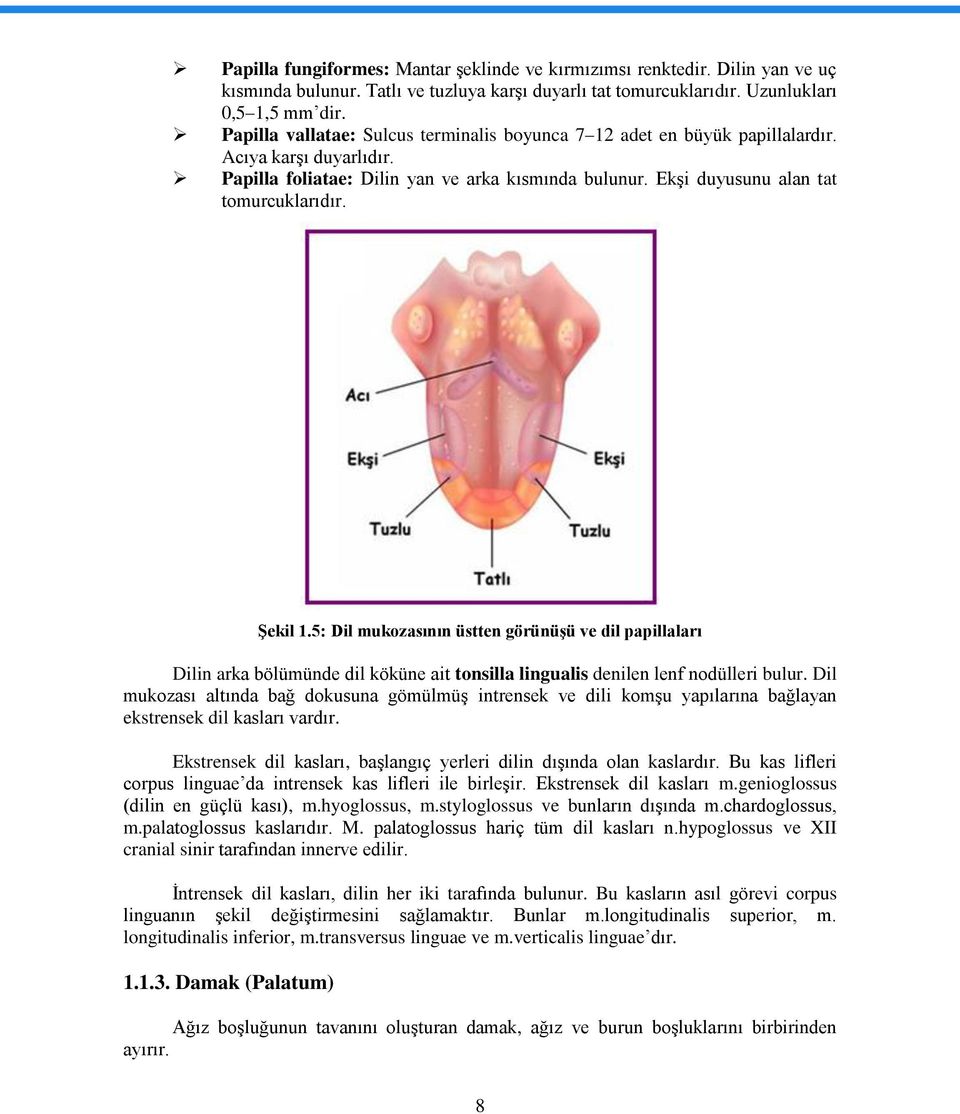 Şekil 1.5: Dil mukozasının üstten görünüşü ve dil papillaları Dilin arka bölümünde dil köküne ait tonsilla lingualis denilen lenf nodülleri bulur.