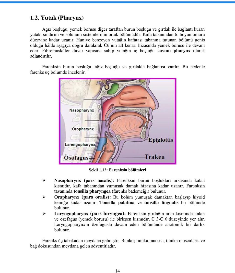 Fibromusküler duvar yapısına sahip yutağın iç boşluğu cavum pharynx olarak adlandırılır. Farenksin burun boşluğu, ağız boşluğu ve gırtlakla bağlantısı vardır. Bu nedenle farenks üç bölümde incelenir.