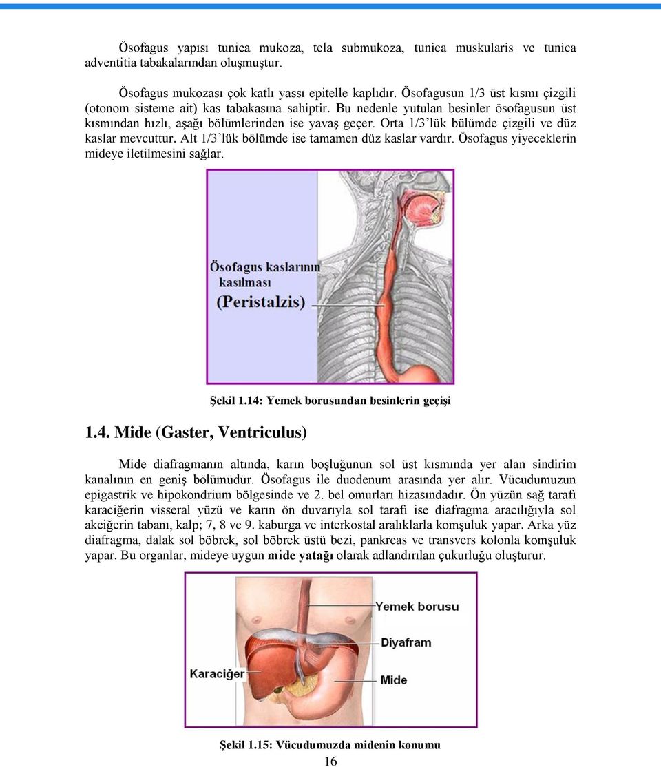 Orta 1/3 lük bülümde çizgili ve düz kaslar mevcuttur. Alt 1/3 lük bölümde ise tamamen düz kaslar vardır. Ösofagus yiyeceklerin mideye iletilmesini sağlar. 1.4. Mide (Gaster, Ventriculus) Şekil 1.