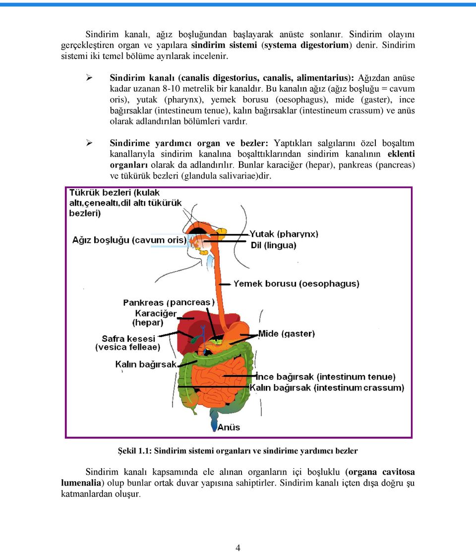 Bu kanalın ağız (ağız boşluğu = cavum oris), yutak (pharynx), yemek borusu (oesophagus), mide (gaster), ince bağırsaklar (intestineum tenue), kalın bağırsaklar (intestineum crassum) ve anüs olarak