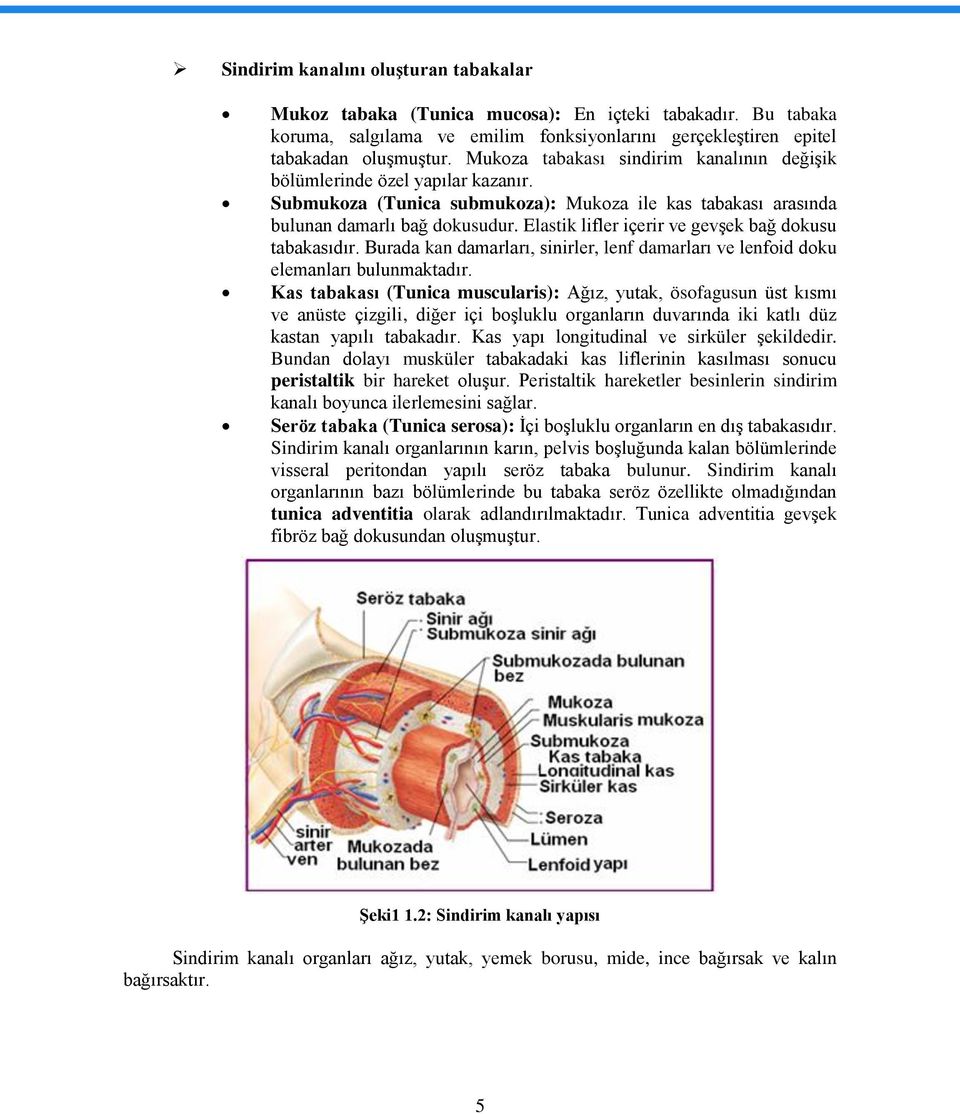 Elastik lifler içerir ve gevşek bağ dokusu tabakasıdır. Burada kan damarları, sinirler, lenf damarları ve lenfoid doku elemanları bulunmaktadır.