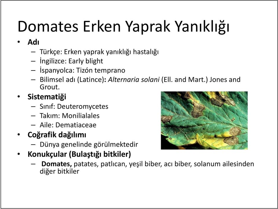 Sistematiği Sınıf: Deuteromycetes t Takım: Monilialales Aile: Dematiaceae Coğrafik dağılımı Dünya genelinde