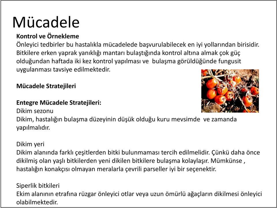 Mücadele Stratejileri Entegre Mücadele Stratejileri: Dikim sezonu Dikim, hastalığın bulaşma düzeyinin düşük olduğu kuru mevsimde ve zamanda yapılmalıdır.