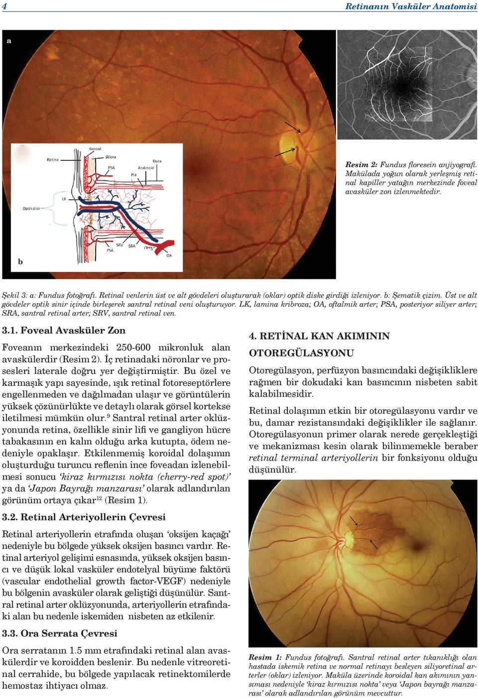 Üst ve alt gövdeler optik sinir içinde birleşerek santral retinal veni oluşturuyor.