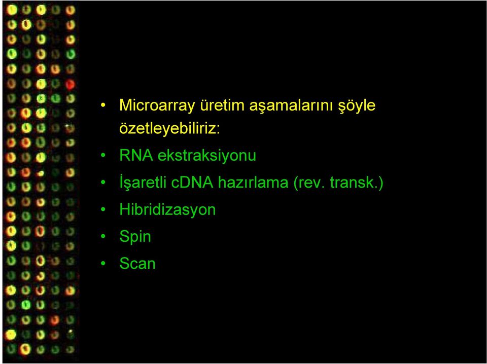 ekstraksiyonu İşaretli cdna