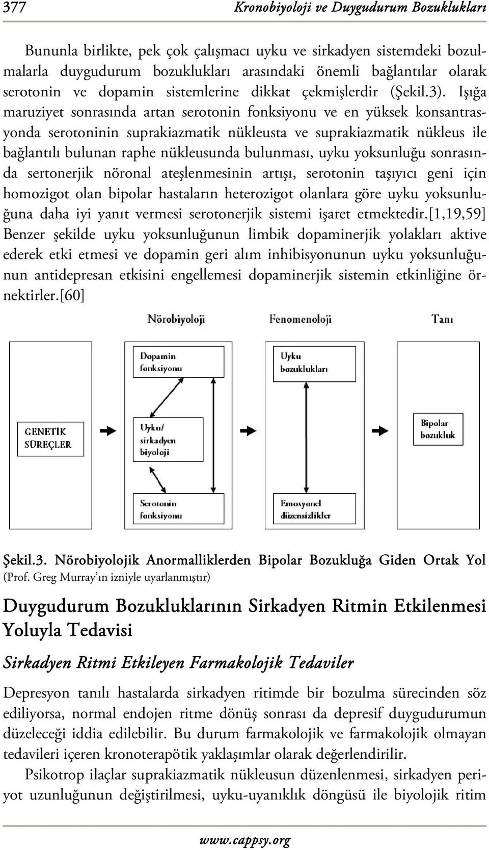 Işığa maruziyet sonrasında artan serotonin fonksiyonu ve en yüksek konsantrasyonda serotoninin suprakiazmatik nükleusta ve suprakiazmatik nükleus ile bağlantılı bulunan raphe nükleusunda bulunması,