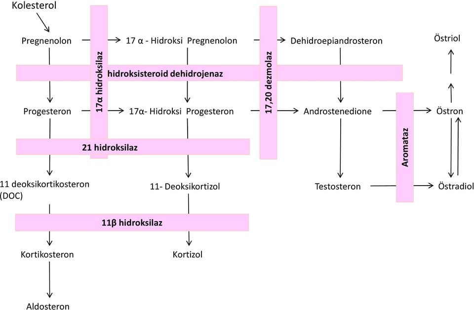 17,20 dezmolaz Androstenedione Östron 21 hidroksilaz Aromataz 11 deoksikortikosteron