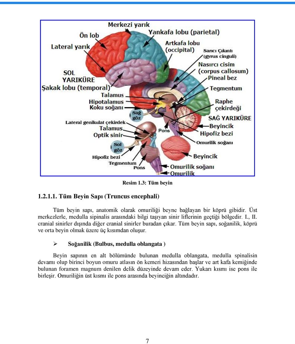 Tüm beyin sapı, soğanilik, köprü ve orta beyin olmak üzere üç kısımdan oluşur.