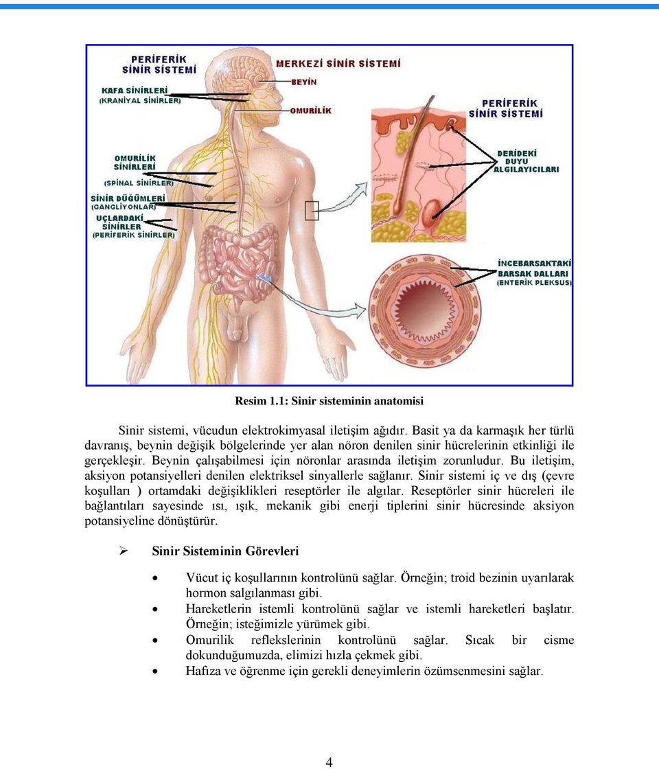 Beynin çalışabilmesi için nöronlar arasında iletişim zorunludur. Bu iletişim, aksiyon potansiyelleri denilen elektriksel sinyallerle sağlanır.