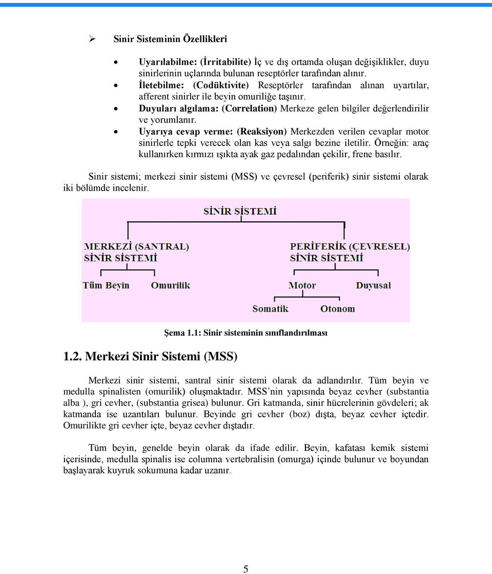 Uyarıya cevap verme: (Reaksiyon) Merkezden verilen cevaplar motor sinirlerle tepki verecek olan kas veya salgı bezine iletilir.