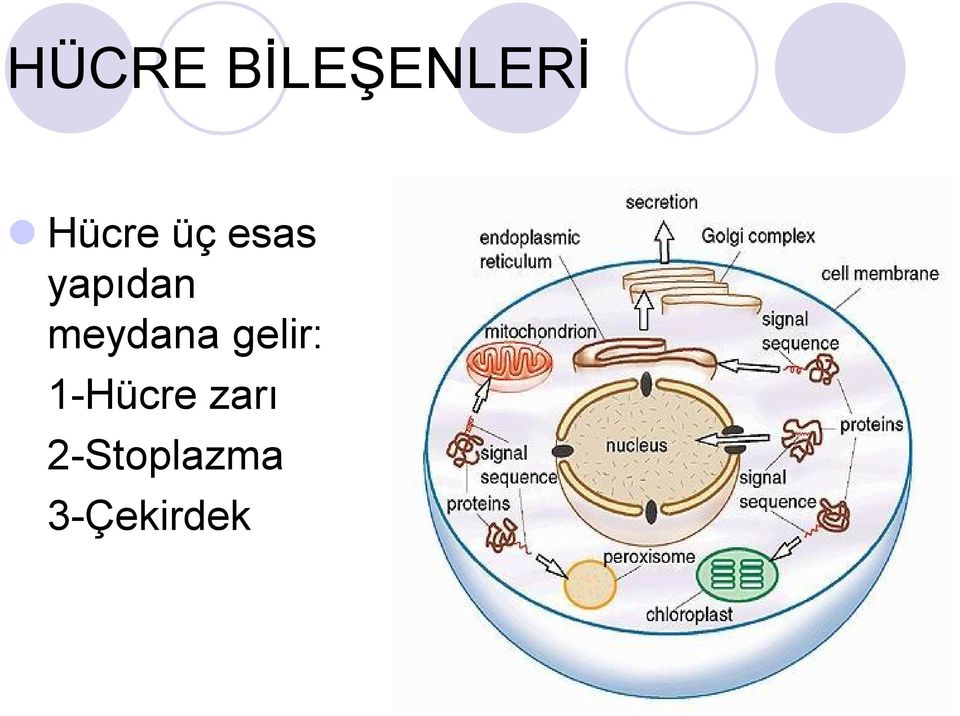 meydana gelir: 1-Hücre