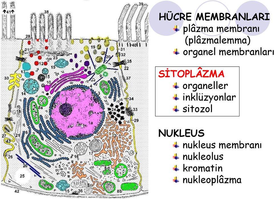 SİTOPLÂZMA organeller inklüzyonlar