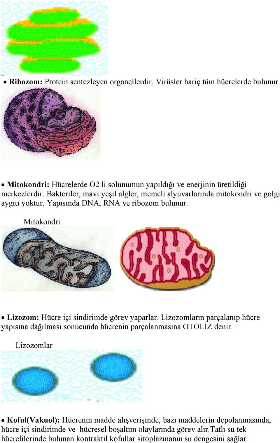 Mitokondri Lizozom: Hücre içi sindirimde görev yaparlar. Lizozomların parçalanıp hücre yapısına dağılması sonucunda hücrenin parçalanmasına OTOLİZ denir.