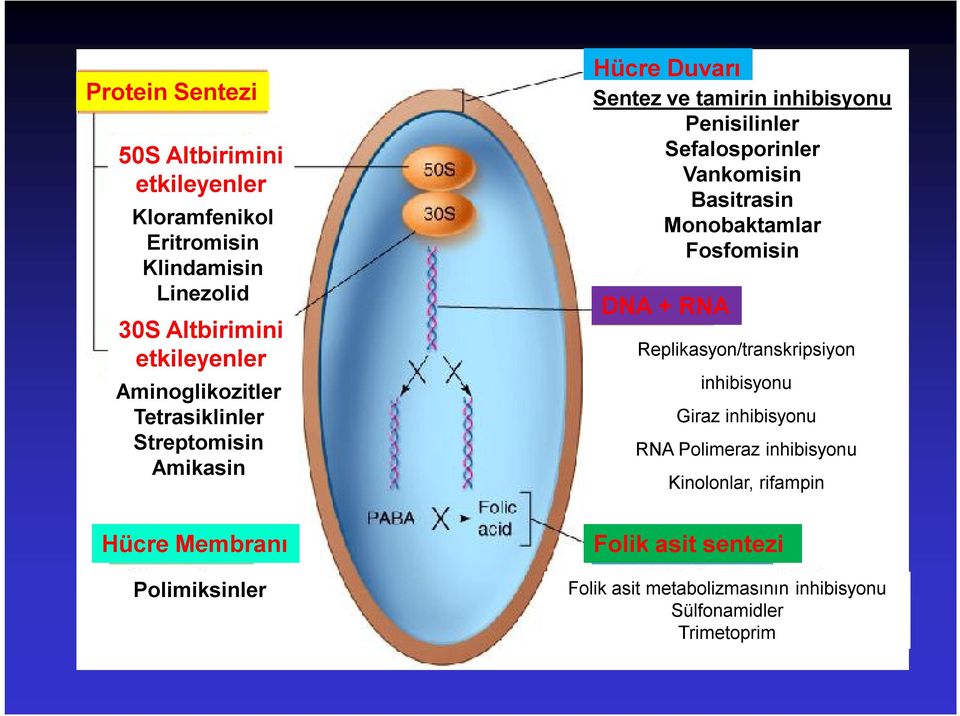 Penisilinler Sefalosporinler Vankomisin Basitrasin Monobaktamlar Fosfomisin DNA + RNA Replikasyon/transkripsiyon inhibisyonu Giraz