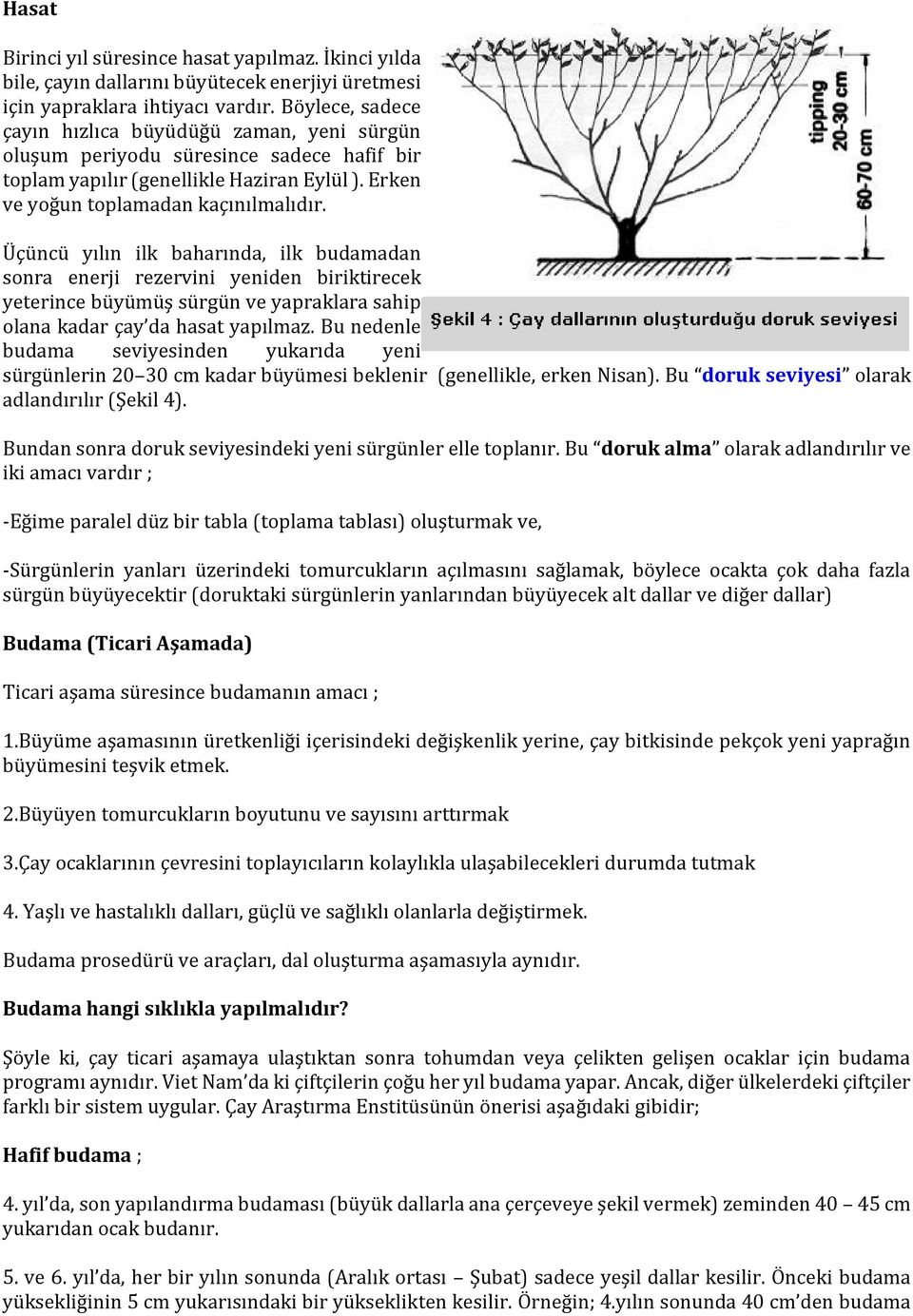 Üçüncü yılın ilk baharında, ilk budamadan sonra enerji rezervini yeniden biriktirecek yeterince büyümüş sürgün ve yapraklara sahip olana kadar çay da hasat yapılmaz.