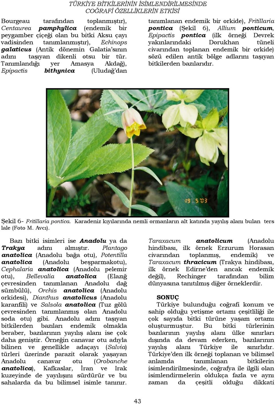 Tanımlandığı yer Amasya Akdağ), Epipactis bithynica (Uludağ dan TÜRKİYE BİTKİLERİNİN İSİMLENDİRİLMESİNDE tanımlanan endemik bir orkide), Fritillaria pontica (Şekil 6), Allium ponticum, Epipactis