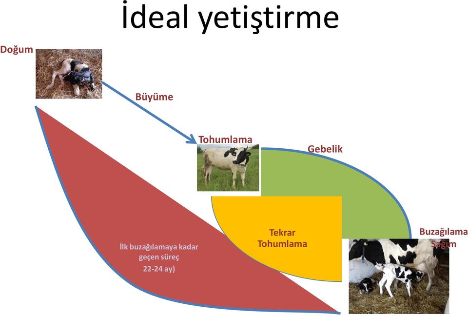 buzağılamaya kadar geçen süreç