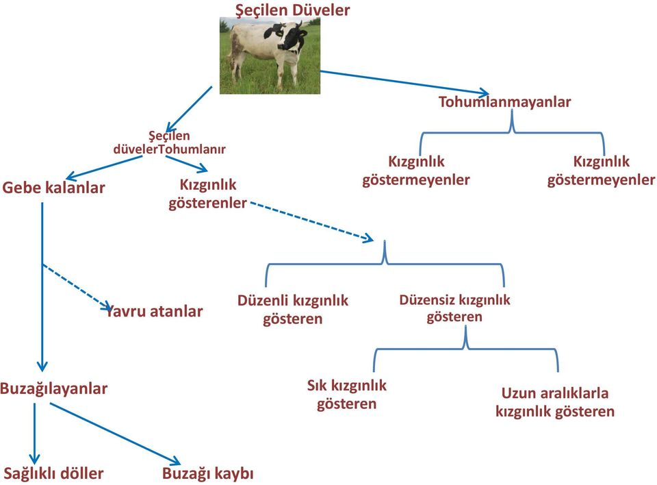 atanlar Düzenli kızgınlık gösteren Düzensiz kızgınlık gösteren Buzağılayanlar