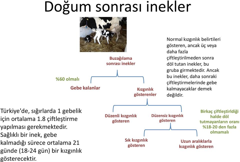 Türkiye'de, sığırlarda 1 gebelik için ortalama 1.8 çiftleştirme yapılması gerekmektedir.