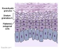 5. Stratum basale Epidermisin en alt tabakası olup doğurucu tabaka da denir. Keratinositler derinin kök hücreleri olarak kabul edilmektedir.