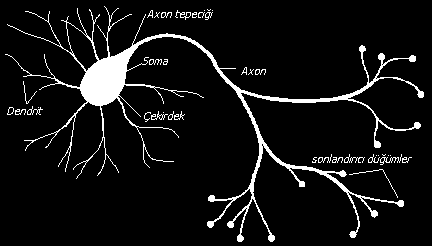 52 sinyalleri taşıyan uzun bir sinirsel bağlantı halindeki akson ise, işlenen girişleri çıkışa aktarır. Akson dendrit bağlantısı ise synapse olarak adlandırılır.