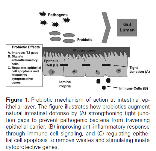 Probiyotikler-Etki mekanizmaları Laktik asit üretir: intestinal ph yı düşürür Toksik ve karsinojenik metabolitlerin üretimini azaltır İntestinal asiditeyi artırır Acidophilin ve bacteriocin üretimini