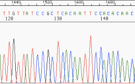 Baskın Lactobacillus ve Bifidobacterium türlerinin belirlenmesi Hasta (n=49) Kontrol (n=35) Her örnekten 50 ng/µl havuzlandı LacF ve LacF primerleri ile PCR