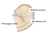 gelişemez Her ark, ventral ve dorsal aorta arasındaki