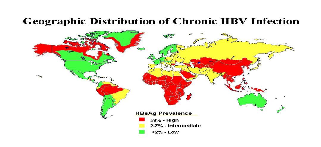 Şekil 2: HBV enfeksiyonunun dünya üzerindeki dağılımı Patoloji Hepadnavirus enfeksiyonlarının daha iyi anlaşılabilmesi için karaciğerin yapısı, fonksiyonları, akut ve kronik hasar durumlarında