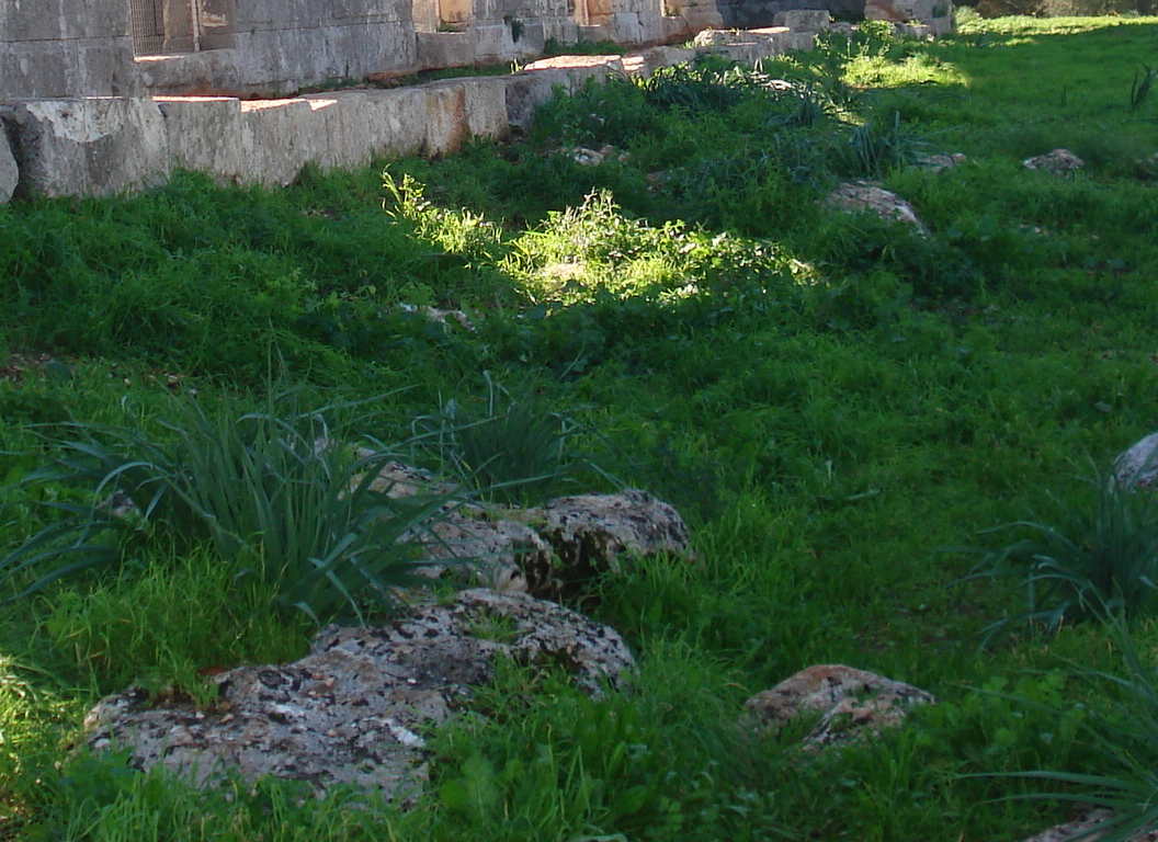 52 Resim 26- Adriake Tahıl Ambarı99 Likya nın en önemli limanlarından biri olan Andriace deki kalıntılar, bugün bataklık ve