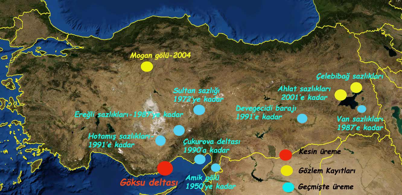 Türkiye de görüldüğü