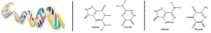 B) HĠDROJEN BAĞI Bir hidrojen bağı, polar bağlardaki (tipik H-F, H-O veya H-N bağı) bir hidrojen atomu ile bir hidrojen-bağı vericisi (donör) (elektonegatifliği yüksek atom) arasındaki kuvvetli